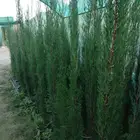 سرو إيطالي أحجام مختلفه وعرعر وسرو اسباني متوفر كميات