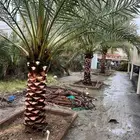 يوجد لدينا جميع انواع النخيل واشنطني عربي اخلاص برحي صقعي