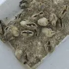 للبيع صوص دجاج باهما كلومبي