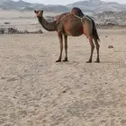 خلفه اللبيع