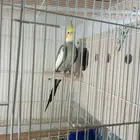يذكر كروان