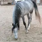 خيال اللبيع