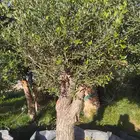 نخل زينة ربست نخل عربي نخل ملوكي زيتون معمر إسباني