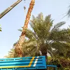 زراعة النخيل الواشنطانيا والنخيل البلدي والعشب