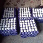 بيض بلدي مخصب