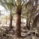 نخل البيع يبيع المقاسات متوفره الرياض المزاحميه