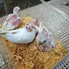 فروخ كروان البينو ( تتوفر دفعات شهريا أن شاء الله)