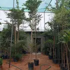 نخل واشنطني زيتون نخل عربي حمضيات