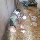 ارانب للبيع