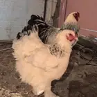 براهما كولمبي انتاج خوارج عملاق