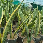 مزرعة الياسمين