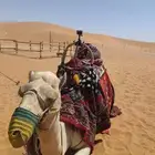 تاجير جمال سيسي بوني خيل عربه حنطور