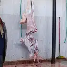 ذبيح