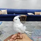 للبيع كروان البينو لون العيون احمر