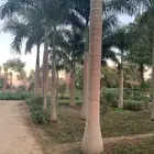 ابو عزام التوريد النخيل ملوكي وثيل سي 2000