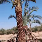 نخل عربي خلاص برحي صقعي هلالي هشيش منيفي