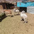 تم البيع تم البيع تم البيع تم البيع