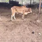 ثور ثني للبيع