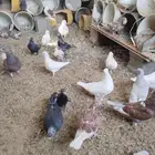 حمام للبيع ع ه لله