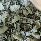 سدر بلدي من مزارعنا في ينبع النخل