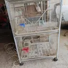قفص طيور