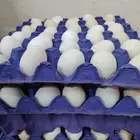 بيض بلدي انتاج يومي او شبه يومي بالطلب