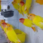 روز رد اوبلاين و اورنج بلاين