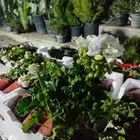 زهور خبيزه هولندي الوان مختلفه