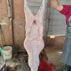 ذبيح