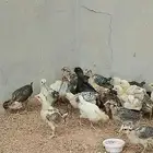 العمر من 18يوم الى 20يوم الاغلب بلدي شوي فيومي