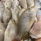 للبيع سمك و وبيان طازج