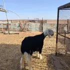 مشروع فحل نجدي صنف