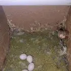 Mashallah love bird piras