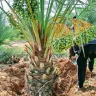 نخل مثمر للبيع نقايل جثايث صقعي برحي مجدول ونانه سكري حمرا