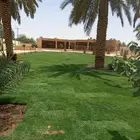 نجيلة طبيعي C2000