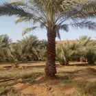 جثايت ونقايل سكري واخلاص وشيشي ومجدول