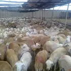 Barbary sheep for sale