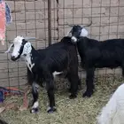 Two Castrated Goats