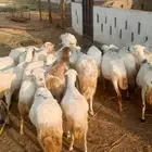 ضان رفيديات قرايب سن طيب