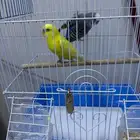 للبيع زوج بادجي (ذكر وأنثى)