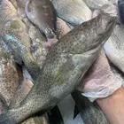 Fresh fish and shrimp for sale