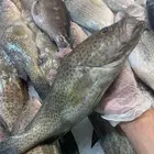 للبيع سمك وروبيان