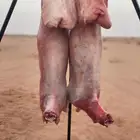 معلم مشويات مشاوي خارجية شوي