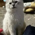 قطط للتبني