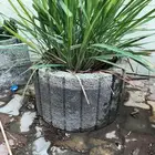 مراكن زرع من الأسمنت مراكن اسمنتيةوشجر اللوز الهندي