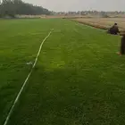 للتوصيل نجيله خضراء