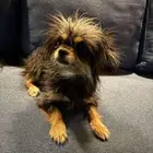 كلبه اليفه جدا حجمها جدا صغير ومستوواها جبار تعرف الحمام