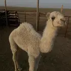 مطلوب ناقة اللفحة منيحة شرط