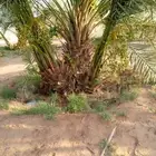 نخل للبيع إخلاص سكري برحي ونان مجدولة صقعي