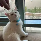 قطط للتبني